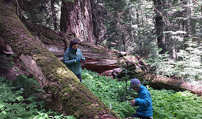 Mt. Rainier research: UW crew conducts seed census