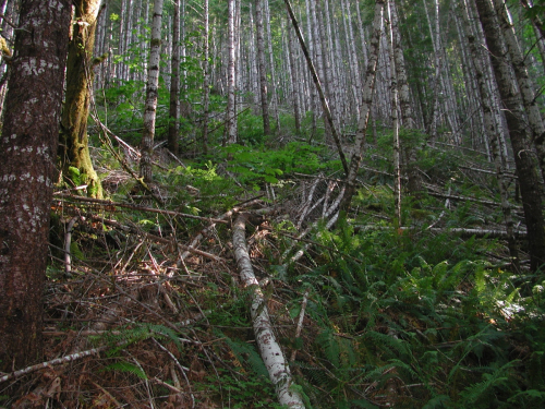 Douglas-fir forest in Watershed 1. Photo credit: Charlie Halpern