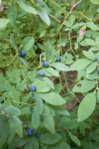 Vaccinium. Photo by Lina DiGregorio